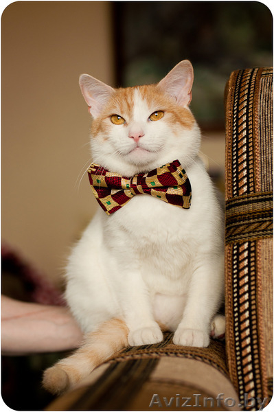 Кот Робин - потому что я красавчик! - Изображение #2, Объявление #1311079