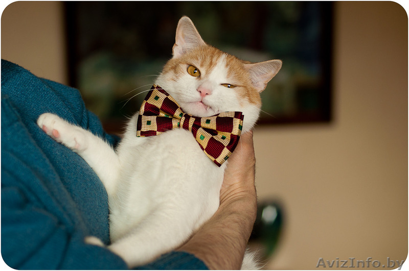 Кот Робин - потому что я красавчик! - Изображение #4, Объявление #1311079