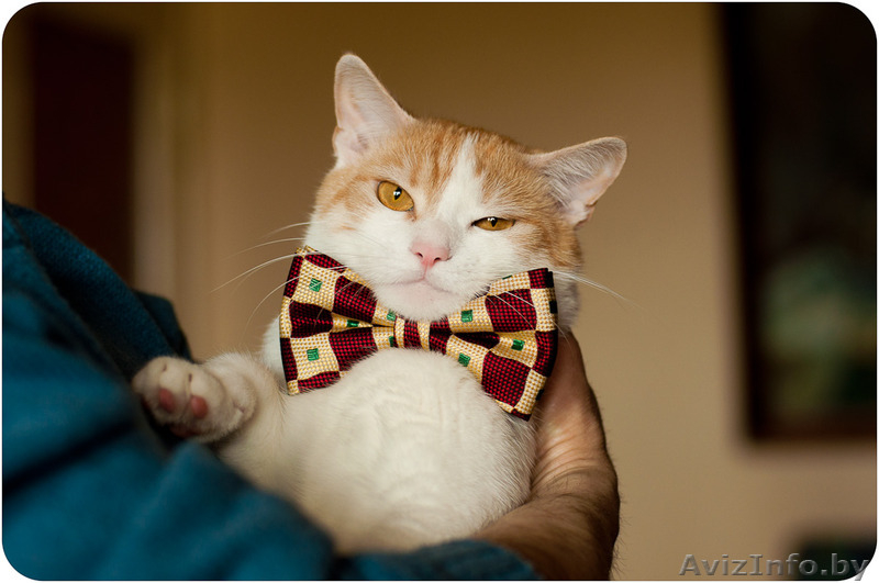 Кот Робин - потому что я красавчик! - Изображение #5, Объявление #1311079