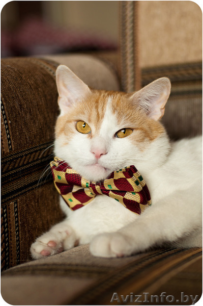Кот Робин - потому что я красавчик! - Изображение #6, Объявление #1311079