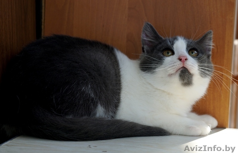 котенок Том ищет дом - Изображение #1, Объявление #1322426