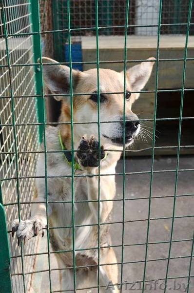 Преданный друг в дар - Изображение #3, Объявление #1327141