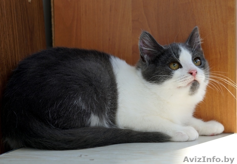 котенок Том ищет дом - Изображение #5, Объявление #1322426