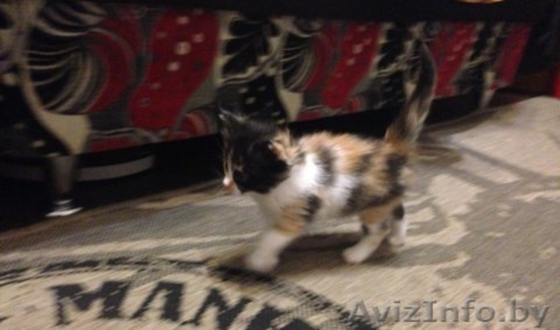 Бесплатно. В хорошие руки. Замечательные котята ищут себе новых хозяев) - Изображение #2, Объявление #1320256