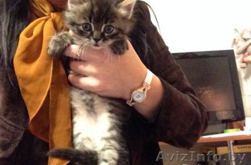 Бесплатно. В хорошие руки. Замечательные котята ищут себе новых хозяев) - Изображение #1, Объявление #1320256