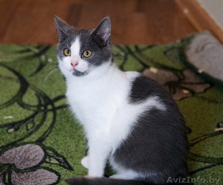 котенок Том ищет дом - Изображение #2, Объявление #1322426