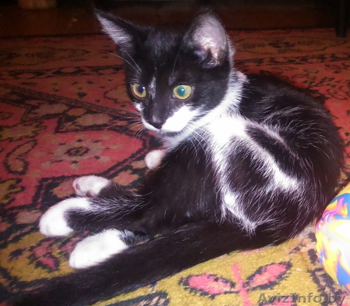 котята даром в хорошие руки - Изображение #3, Объявление #1331297