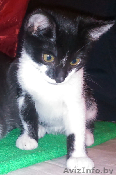 котята даром в хорошие руки - Изображение #2, Объявление #1331297