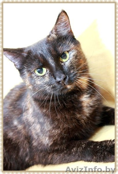  Валери - нежная, ласковая кошка ищет дом! - Изображение #1, Объявление #1326598