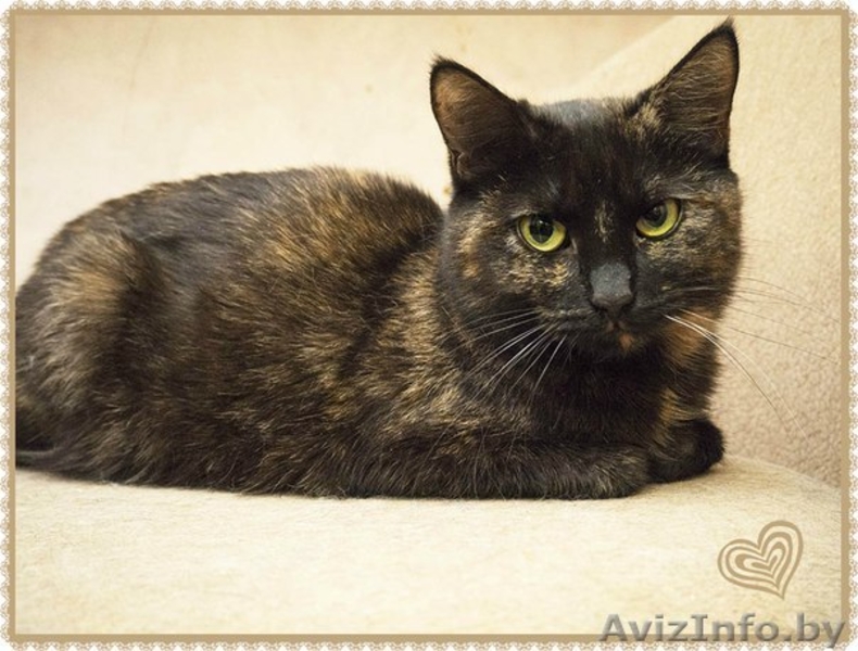  Валери - нежная, ласковая кошка ищет дом! - Изображение #2, Объявление #1326598