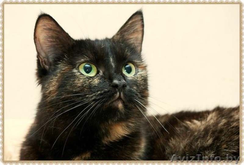  Валери - нежная, ласковая кошка ищет дом! - Изображение #3, Объявление #1326598