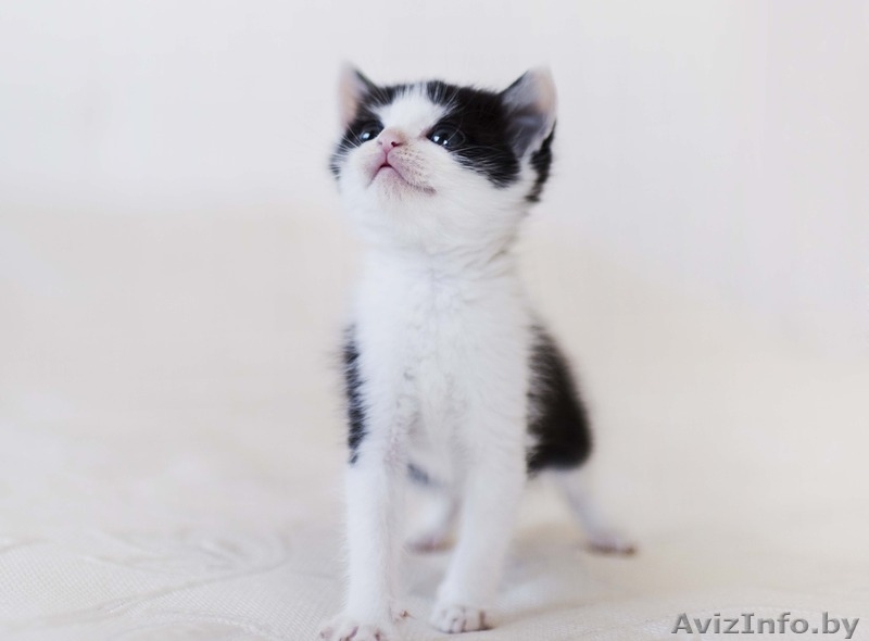 Котёночек в добрые руки ! - Изображение #2, Объявление #1326245