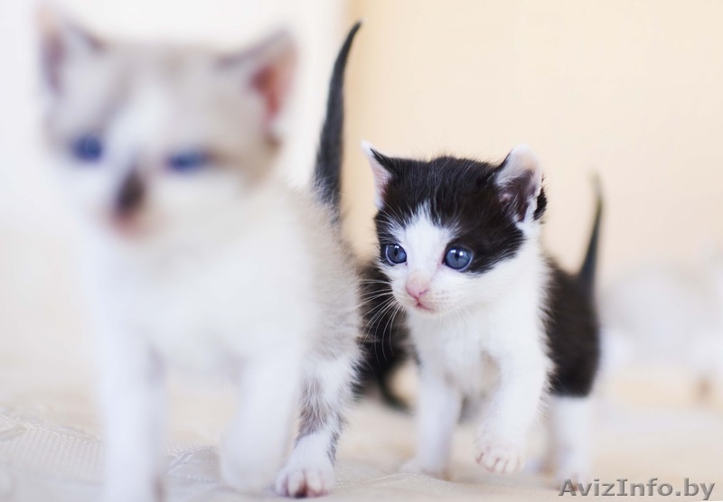 Котёночек в добрые руки ! - Изображение #4, Объявление #1326245