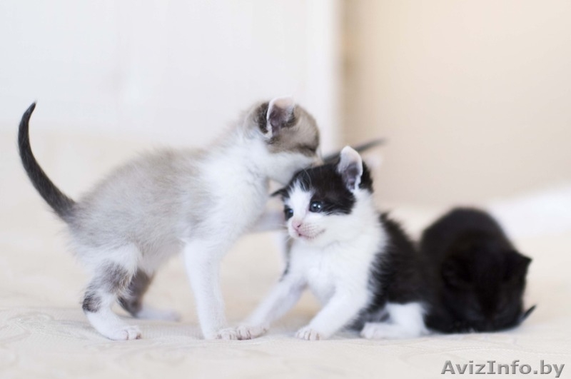 Котёночек в добрые руки ! - Изображение #5, Объявление #1326245