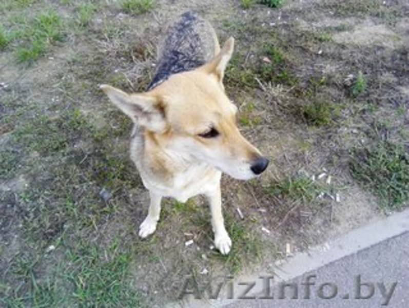 Преданный друг в дар - Изображение #1, Объявление #1327141