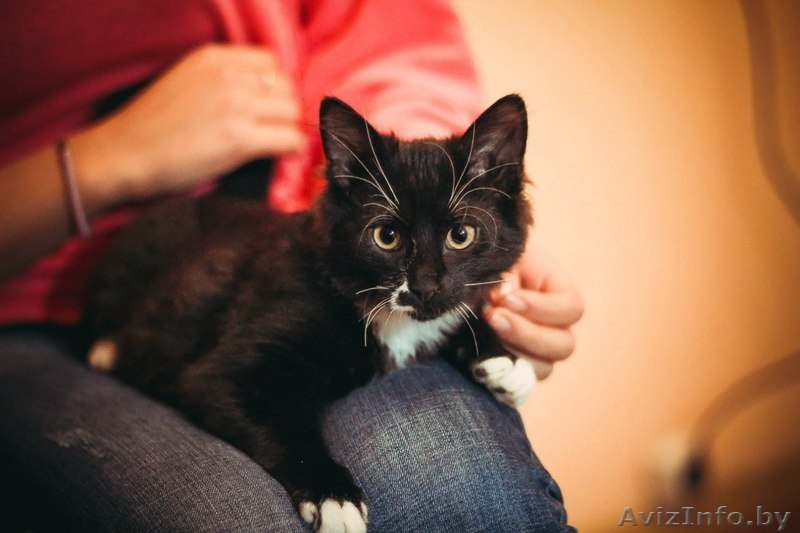 Юный джентельмен во фраке ищет дом! - Изображение #1, Объявление #1326313