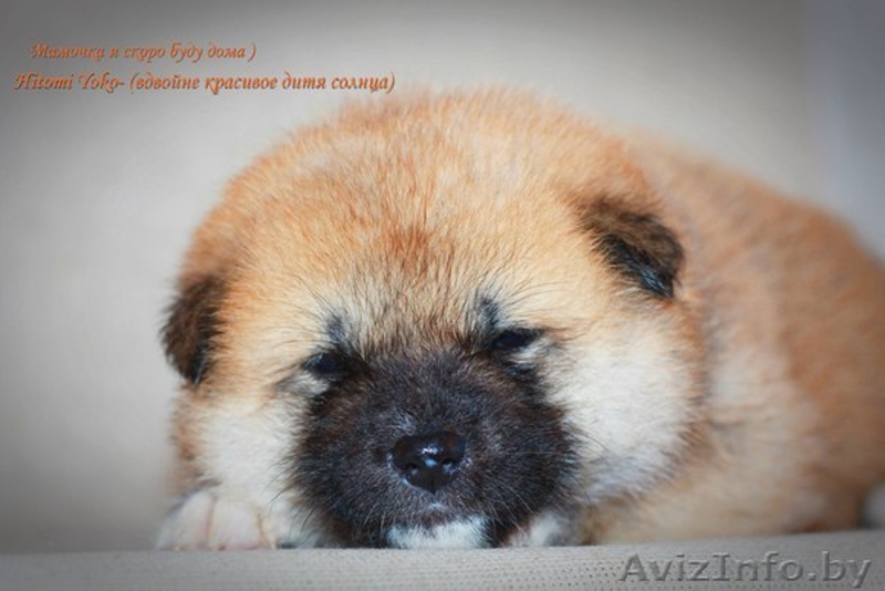 Щенки Хатико ждут родителей! - Изображение #2, Объявление #1325291