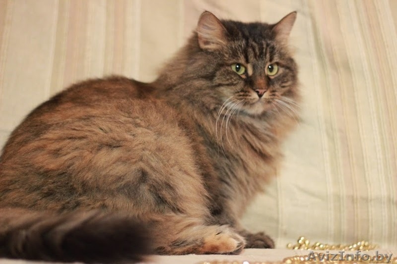 Августина – чтобы стала жизнь малиной!  - Изображение #2, Объявление #1322588