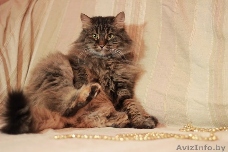 Августина – чтобы стала жизнь малиной!  - Изображение #4, Объявление #1322588