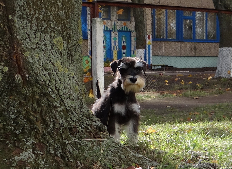 Мальчик Дони - цвергшнауцер черного с серебром окраса ищет маму и папу - Изображение #3, Объявление #1331278