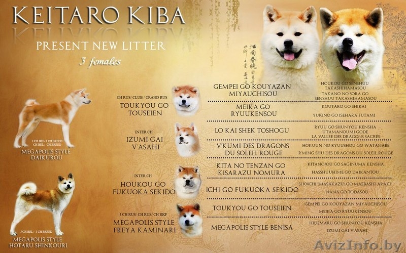 Племенной питомник предлагает щенков,породы акита-ину (хатико) - Изображение #5, Объявление #1323323