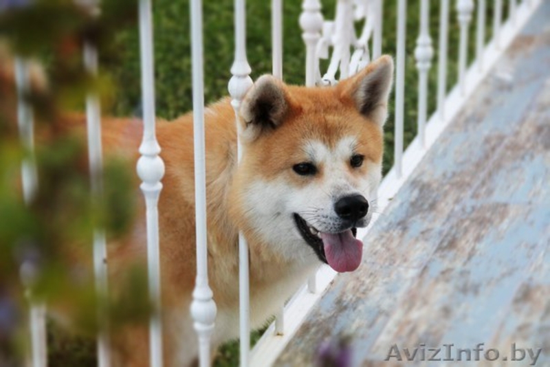 Щенки Хатико ждут родителей! - Изображение #1, Объявление #1325291