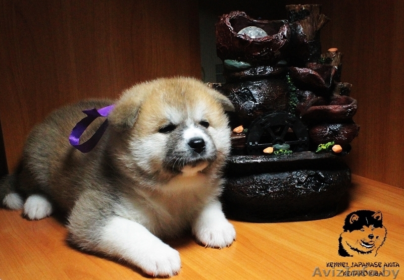 Племенной питомник предлагает щенков,породы акита-ину (хатико) - Изображение #1, Объявление #1323323