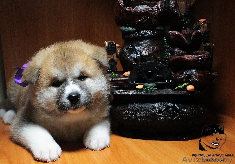 Племенной питомник предлагает щенков,породы акита-ину (хатико) - Изображение #2, Объявление #1323323