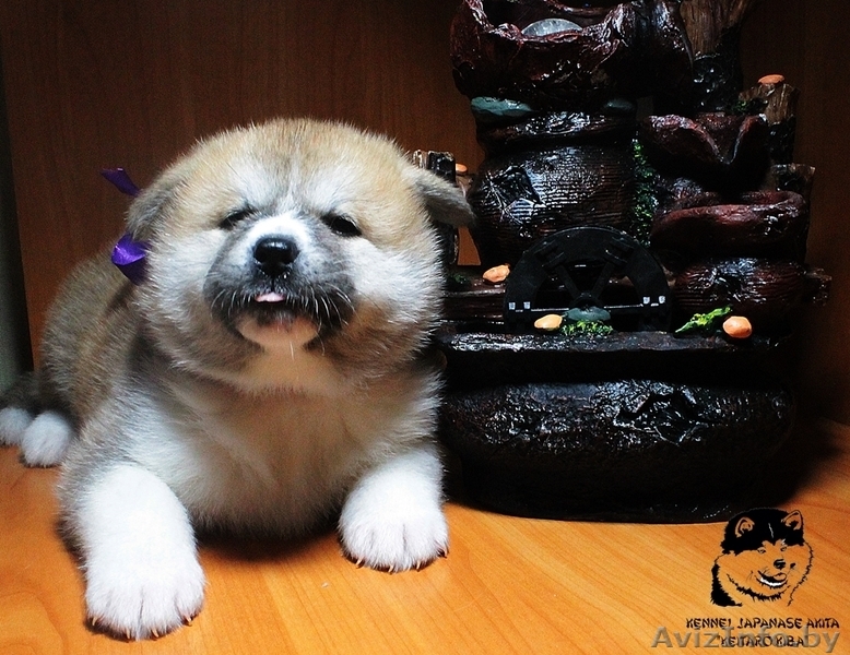 Племенной питомник предлагает щенков,породы акита-ину (хатико) - Изображение #3, Объявление #1323323