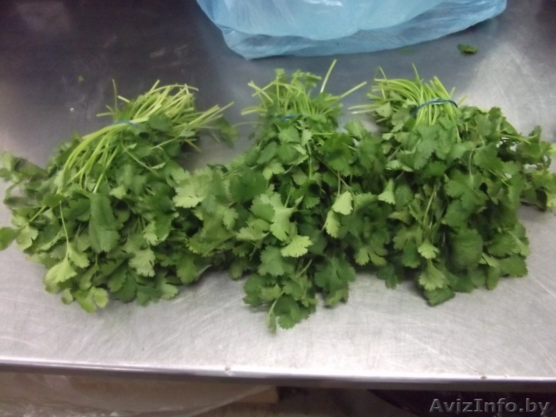 Петрушка, укроп, кориандр, мята, лук порей  из Испании - Изображение #1, Объявление #1328854