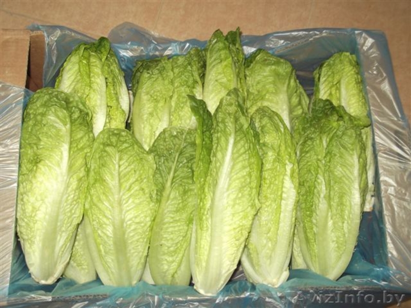 Салат из Испании - Изображение #3, Объявление #1328847