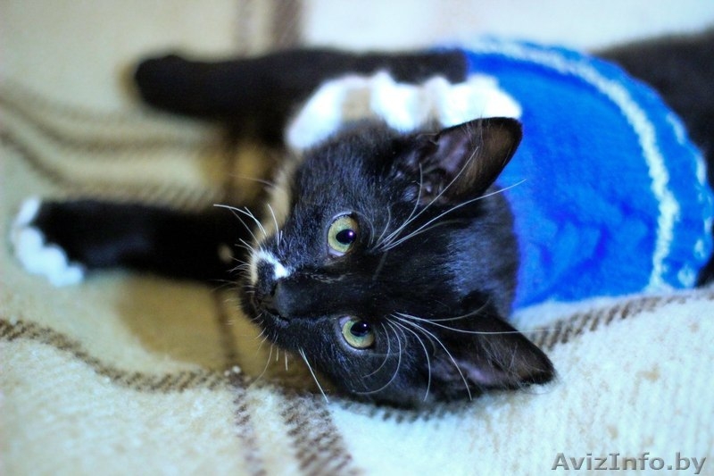 Юный джентельмен во фраке ищет дом! - Изображение #2, Объявление #1326313