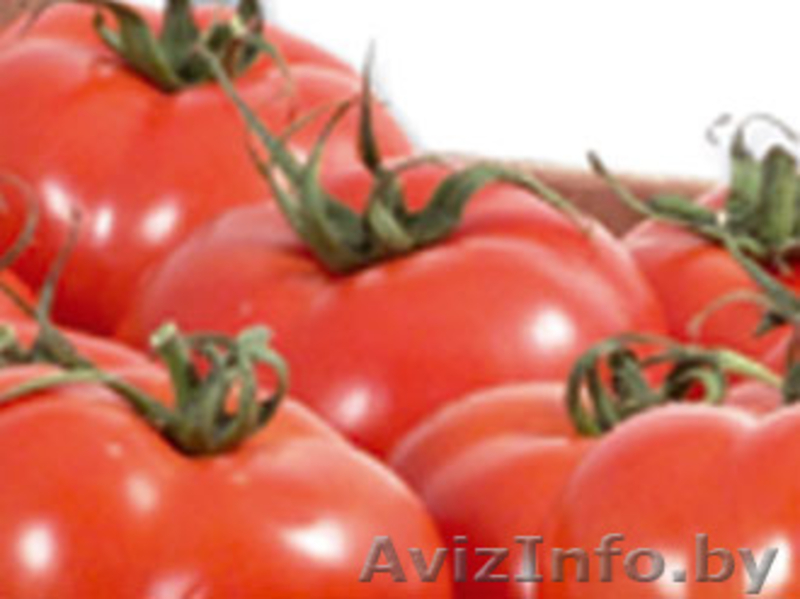 Томаты. Прямые поставки из Испании - Изображение #3, Объявление #1328865
