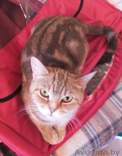 Британская кошка за символическую плату - Изображение #1, Объявление #1333705