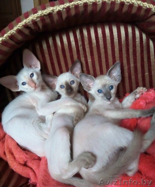 Ориентальные и сиамские котята - Изображение #4, Объявление #1333700