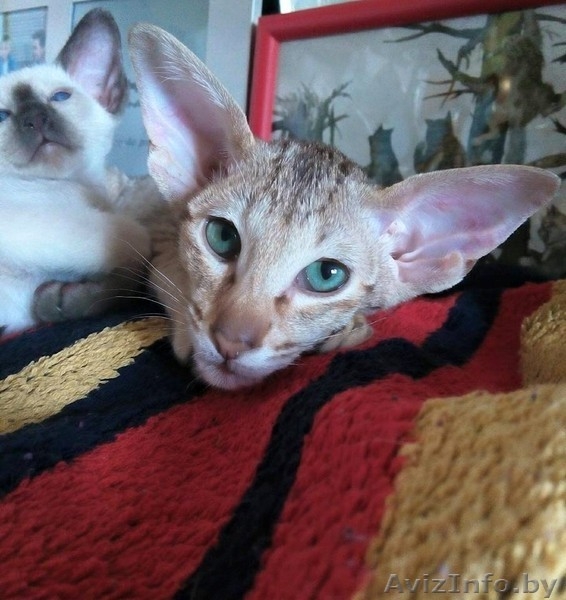 Ориентальные и сиамские котята - Изображение #9, Объявление #1333700