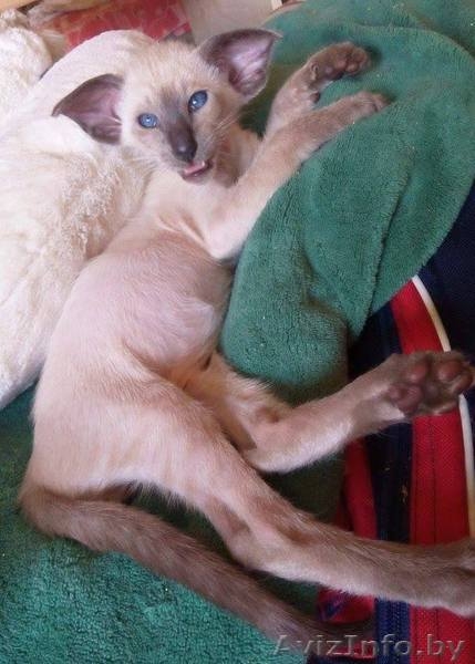 Ориентальные и сиамские котята - Изображение #10, Объявление #1333700