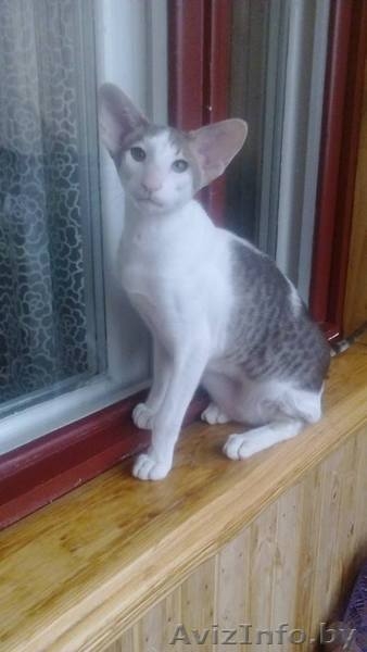 Ориентальный котенок - Изображение #3, Объявление #1333703