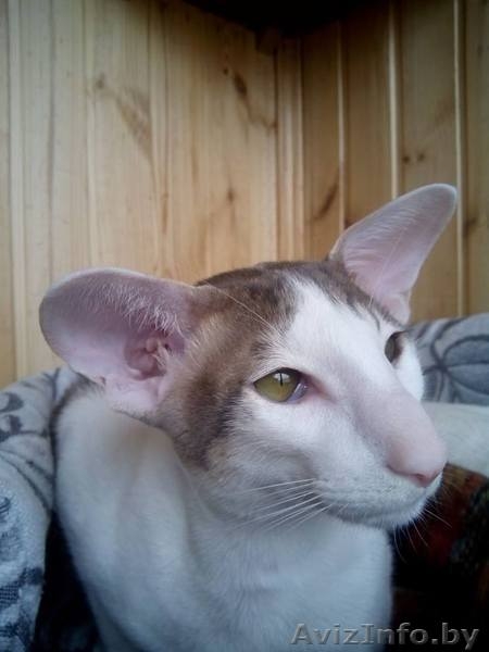 Ориентальный котенок - Изображение #5, Объявление #1333703