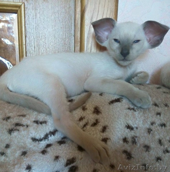Ориентальные и сиамские котята - Изображение #1, Объявление #1333700