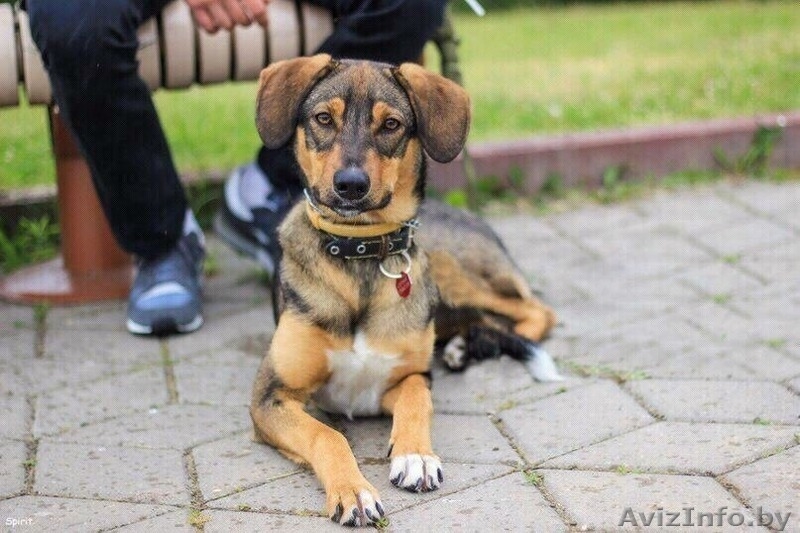 Шетти - ищем дом молодой домашней собачке  - Изображение #4, Объявление #1331948