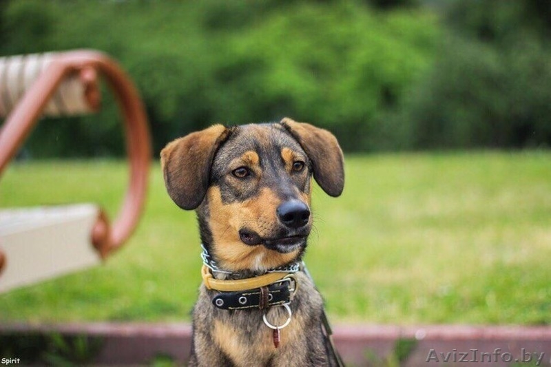 Шетти - ищем дом молодой домашней собачке  - Изображение #6, Объявление #1331948