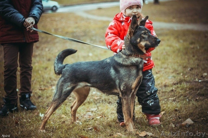 Бетти - очаровательная молодая собачка в поисках дома - Изображение #3, Объявление #1310543