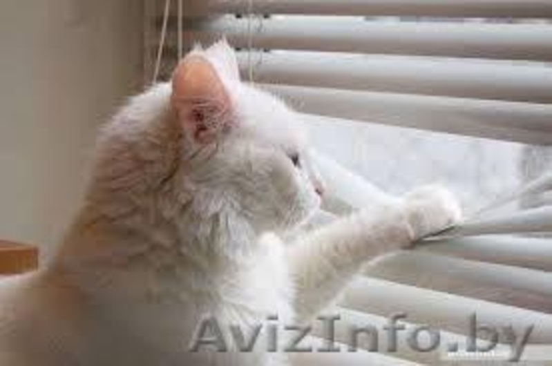 Жалюзи, рулонные шторы, защитные роллеты - Изображение #6, Объявление #1331523