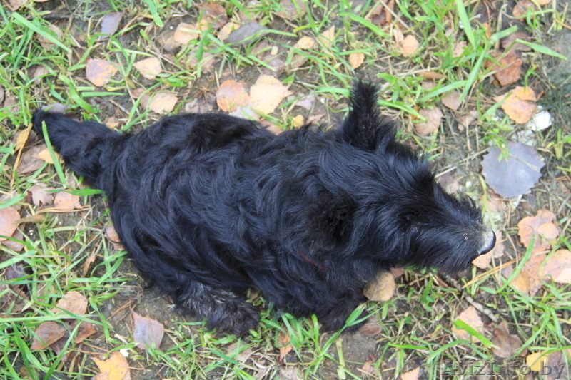 3 кобеля Скотч-Терьера, малыши-карандаши - Изображение #2, Объявление #1313235