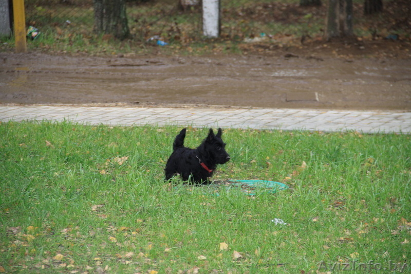 3 кобеля Скотч-Терьера, малыши-карандаши - Изображение #6, Объявление #1313235