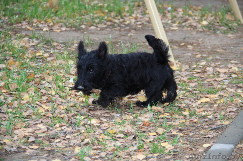 3 кобеля Скотч-Терьера, малыши-карандаши - Изображение #4, Объявление #1313235