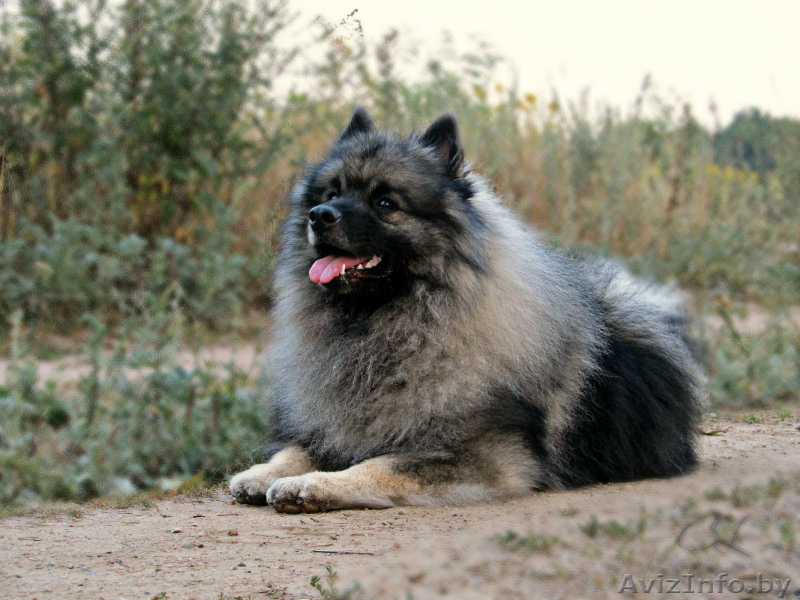 Кеесхонд/Вольфшпиц для вязки - Изображение #3, Объявление #1337443