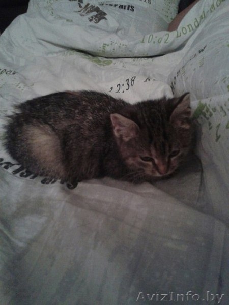 Маняша ищет дом - Изображение #1, Объявление #1336853