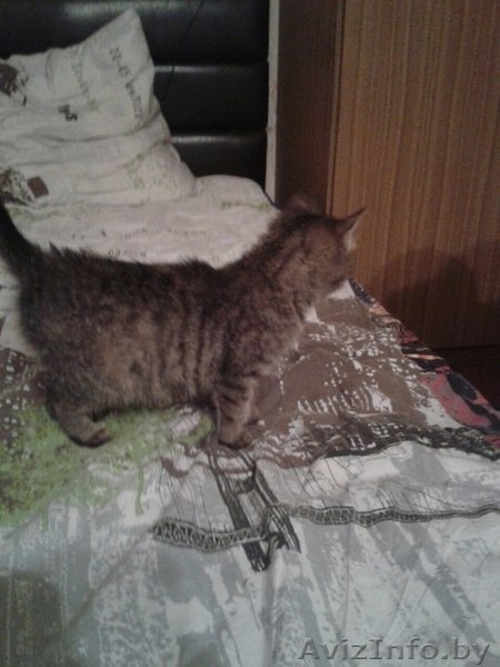 Маняша ищет дом - Изображение #2, Объявление #1336853